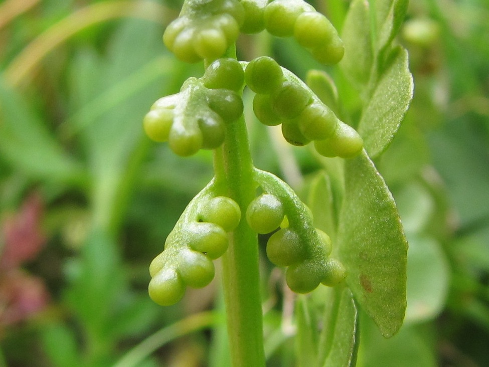 Botrychium lunaria / Botrichio